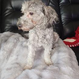 Joy - Maltipoo