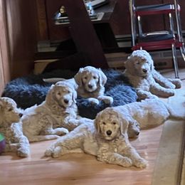 Goldendoodle Puppies from Kathy's Doodles