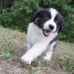 Symphony - Black tri-color female Australian Shepherd puppy in Weeki Wachee, Florida from Ace of Spades Australian Shepherds