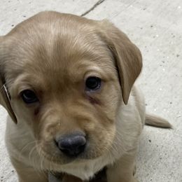 Blue girl - Yellow Labrador Retriever puppy in Brooksville, Kentucky from Triple Ridge Labs