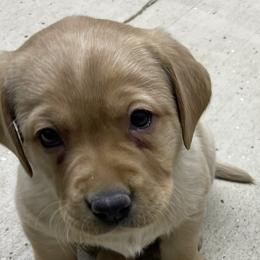 Blue girl - Yellow Labrador Retriever puppy in Brooksville, Kentucky from Triple Ridge Labs