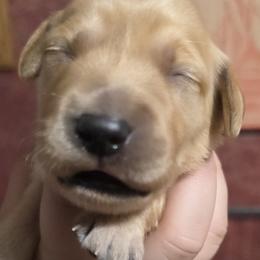 Gimmie - Golden male Golden Retriever puppy in Princeton, Minnesota from Bewitched Goldens