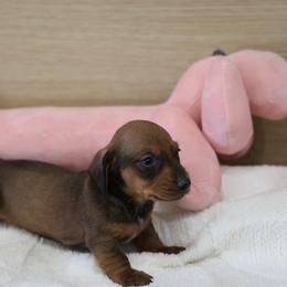 Diva - Sable female Dachshund puppy in Jurupa Valley, California from Divine Doxies