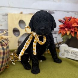 Lizzy - Black and white female Springerdoodle puppy in Lisbon, Ohio from Willow Lane Doodles