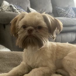 Cash - Shih Tzu