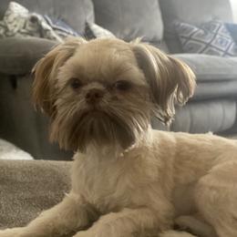 Cash - Shih Tzu