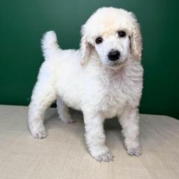 Saturn - White female Poodle puppy in Greenwich, New York from MizzElle’s Standard Poodles
