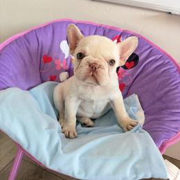 Mojo - Cream male French Bulldog puppy in Bakersfield, California from HOI Frenchies