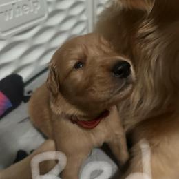 Red Collar - Golden male Golden Retriever puppy in Tulsa, Oklahoma from Triple J Goldens, LLC