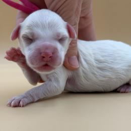 Hot Pink - Red female Australian Labradoodle puppy in Sacramento, California from Adorable Labradoodle
