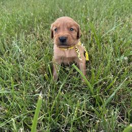 Boy 5 - male Golden Retriever puppy in Bristol, Tennessee from The Dogstead