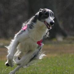 Borzois from Chase N' Dreamz Borzoi