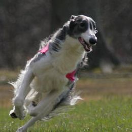 Borzois from Chase N' Dreamz Borzoi