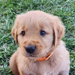 Orange collar - Dark golden female Golden Retriever puppy in Boulder, Montana from Sharee's Golden Retrievers