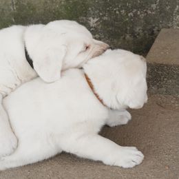 Labrador Retriever Puppies from Polar Bear Farms