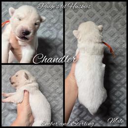 Chandler - White male Siberian Husky puppy in Bloomfield, Indiana from Paiges lil huskies