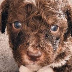 Saint Berdoodles from St. Berdoodle & Doodles of Atlanta