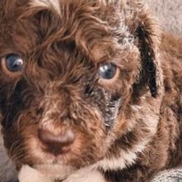 Saint Berdoodles from St. Berdoodle & Doodles of Atlanta