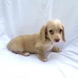 Green - Cream male Dachshund puppy in Silver Springs, Florida from DeMarsh's Dachshunds