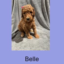 AKC Standard poodle Belle - Red  female Poodle puppy in Harrisburg, Arkansas from Ransone’s Ridge Runners Poodles and Doodles
