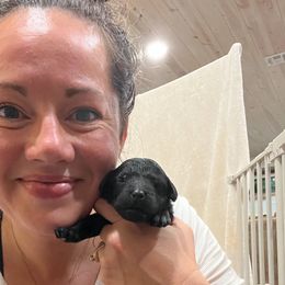 Pickles 🥒 - Black Poodle puppy in Troy, Wisconsin from Kettle Cove Standard Poodles