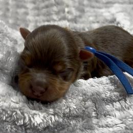 Blue - Chocolate and tan male Yorkshire Terrier puppy in California from All Star Yorkies