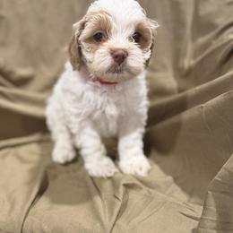 Sweet Treat - Red and white female Cockapoo puppy in Advance, North Carolina from Rome & Reign Farm