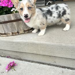 Emma - Blue merle and white female American Corgi puppy in Oxford, Iowa from Burns Corgis