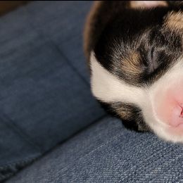 Pembroke Welsh Corgi Puppies from Top-Notch Paws