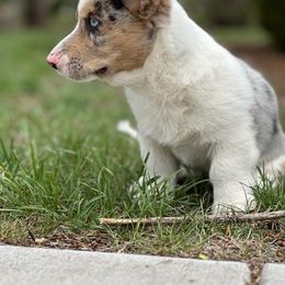 American Corgi, Cardigan Welsh Corgi, and Pembroke Welsh Corgi Puppies from Enok Corgis