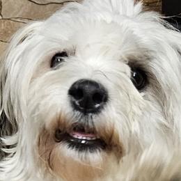Loki - Coton de Tulear