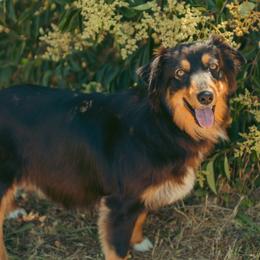 Jasmine - Australian Shepherd