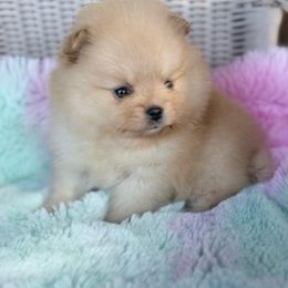 Phoebe - Cream female Pomeranian puppy in Coleman, Oklahoma from Pretty Poms