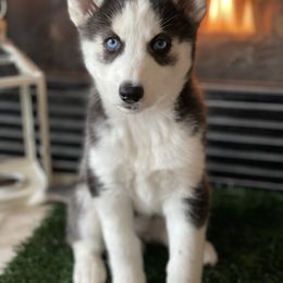 Siberian Husky Puppies from Husky Love and Pups