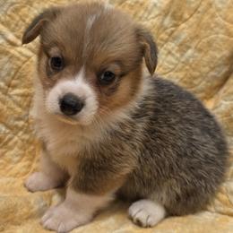 Female 3 - Sable female Pembroke Welsh Corgi puppy in Unicoi, Tennessee from Unaka Mountain Corgis