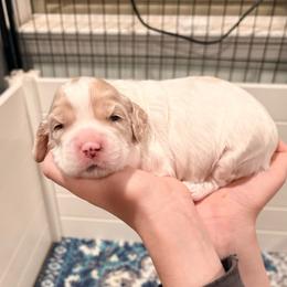 Gouda - Buff and white male Cockapoo puppy in Denver, Pennsylvania from Greenview Puppies