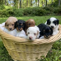 Cavapoo puppies from Luxe Cavapoo LLC