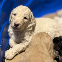Hickory - Cream male Goldendoodle puppy in Kansas City, Missouri from Beary GoldenDoodles
