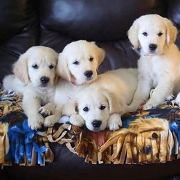 Golden Retriever Puppies from Deborah Hughes