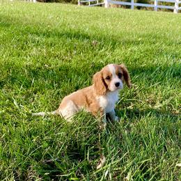 Cavalier King Charles Spaniel Puppies from Sunset Valley Cavaliers