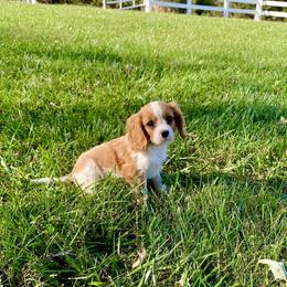 Cavalier King Charles Spaniel Puppies from Sunset Valley Cavaliers