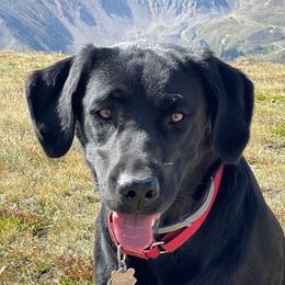 Maverick - Labrador Retriever