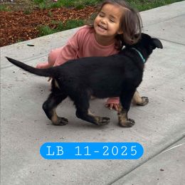 L Blue - Bi-color male German Shepherd puppy in Roy, Washington from Diwaids Working German Shepherd Dogs