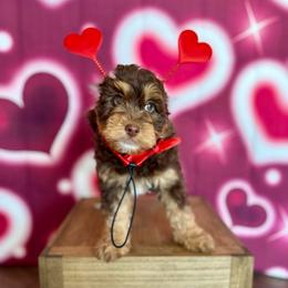 Buzz - Tri-color male Bernedoodle puppy in Winter Garden, Pennsylvania from Bernedoodle Bunch