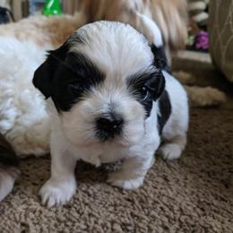 Shih Tzu Puppies from Tough Shih