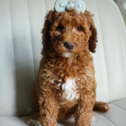 Martie - Red  female Goldendoodle puppy in San Antonio, Texas from Shelley Torres