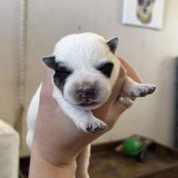 Cyclone - Blue speckled male Australian Cattle Dog puppy in Ellensburg, Washington from Boondock Bandits