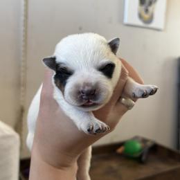 Cyclone - Blue speckled male Australian Cattle Dog puppy in Ellensburg, Washington from Boondock Bandits