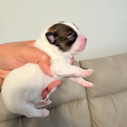 Alfalfa - Cream sable parti male Pomeranian puppy in Rockwall, Texas from MAK Poms