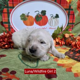 Luna Girl 2 - Light golden female Golden Retriever puppy in Niles, Michigan from Composer Goldens